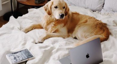 dog-house