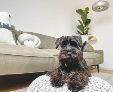 dog-home-anytime
