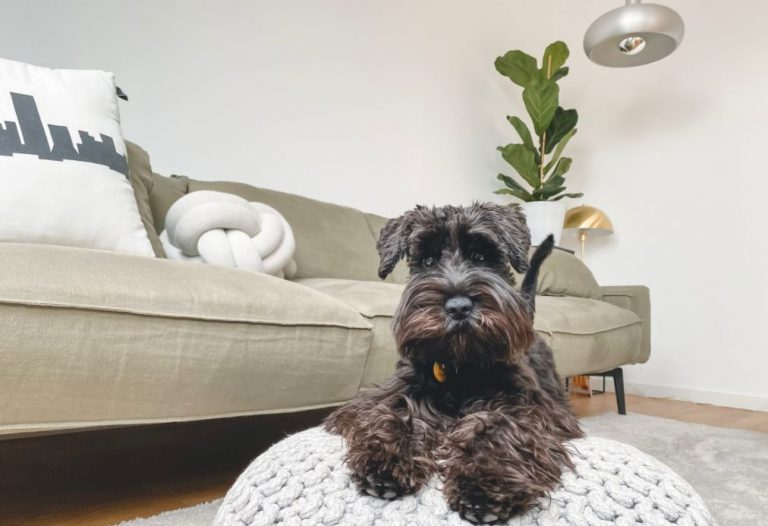 dog-home-anytime