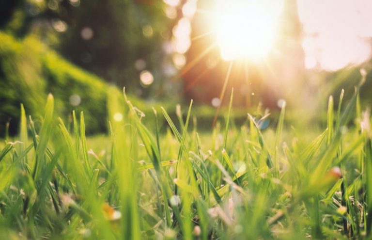 spring