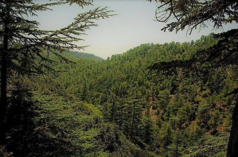 forest-cyprus