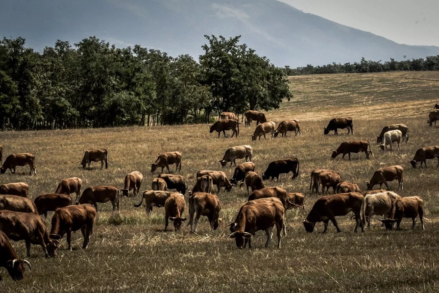 Κλιματική Αλλαγή: Γιατί η Ευρώπη πρέπει να μειώσει τον αριθμό των… αγελάδων