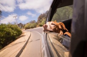 anytime-car-dog