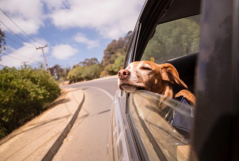 anytime-car-dog