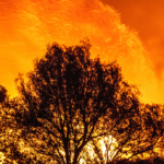 forest fire