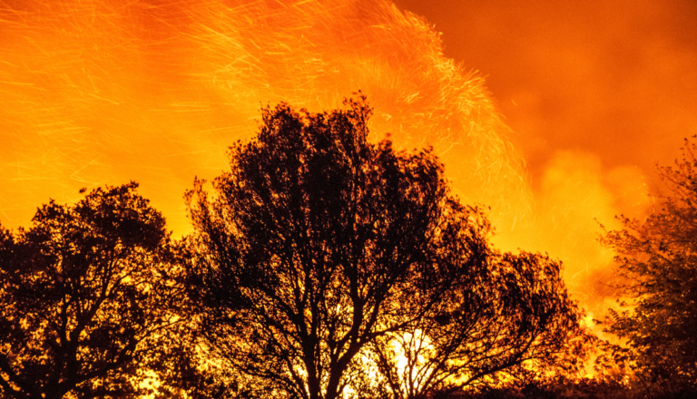 forest fire