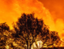 forest-fire