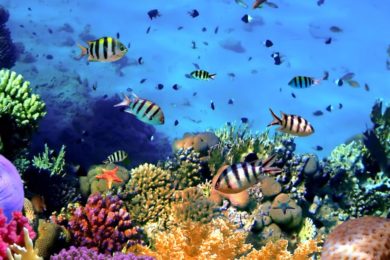 coral-reef