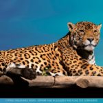 jaguar-insurance