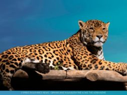 jaguar-insurance