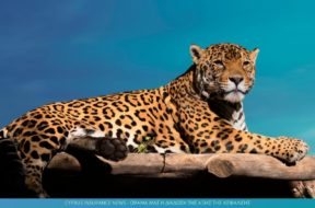 jaguar-insurance