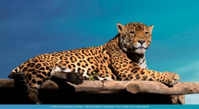 jaguar-insurance