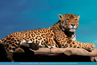 jaguar-insurance