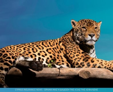 jaguar-insurance