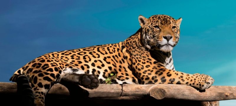 jaguar-insurance