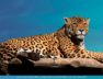 jaguar-insurance