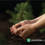trees