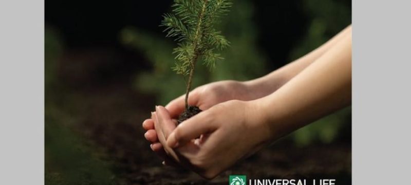 trees