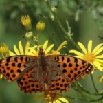 biodiversity