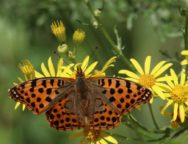 biodiversity