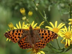 biodiversity