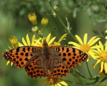 biodiversity