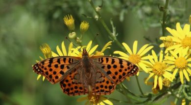 biodiversity