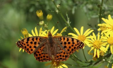 biodiversity