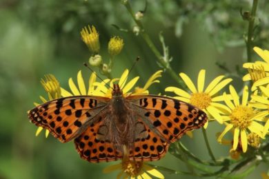biodiversity