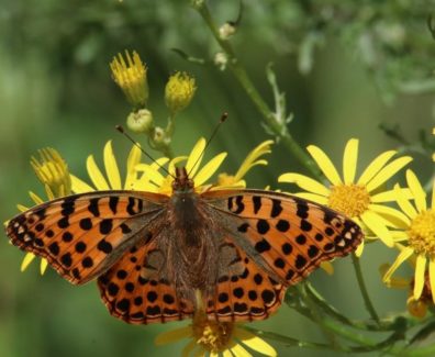 biodiversity