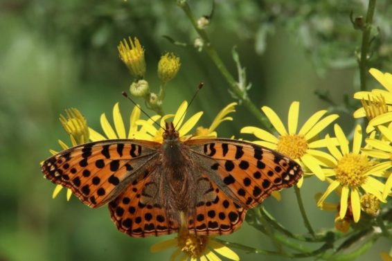 biodiversity
