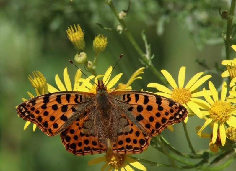 biodiversity
