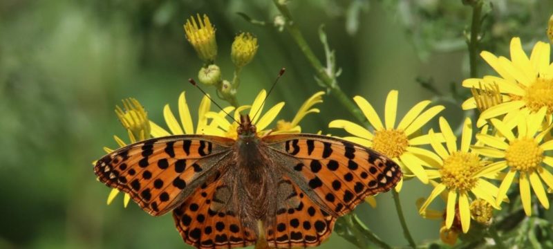 biodiversity